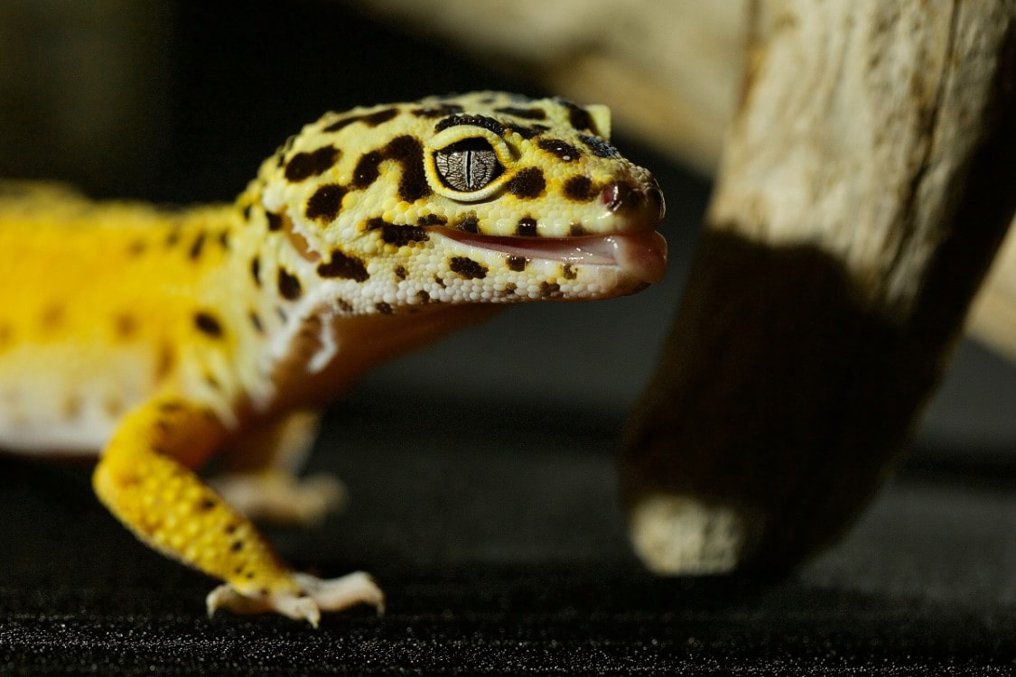 Gargoyle Gecko | thepetsrise.com