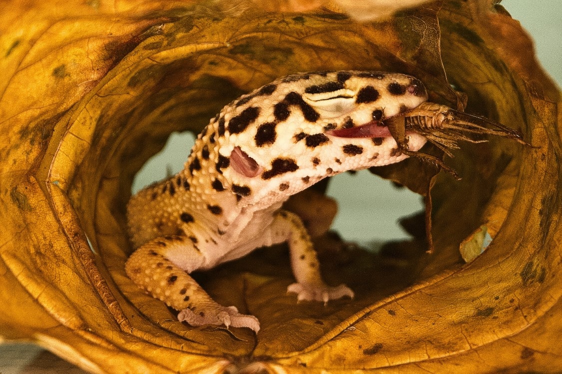 Leopard Gecko | thepetsrise.com