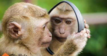 Problems With Pet Monkeys