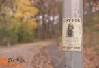 What to Do if You Lost Your Dog