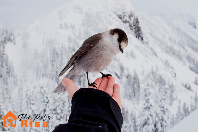How to Care for Pet Birds in Cold Weather