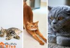 List of Short Haired Cats