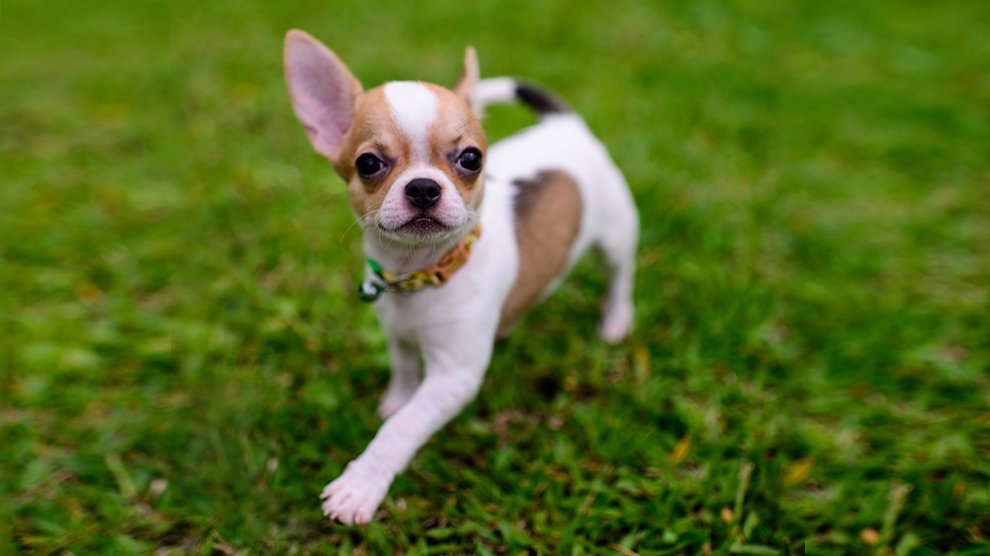 Micro Chihuahua | thepetsrise.com