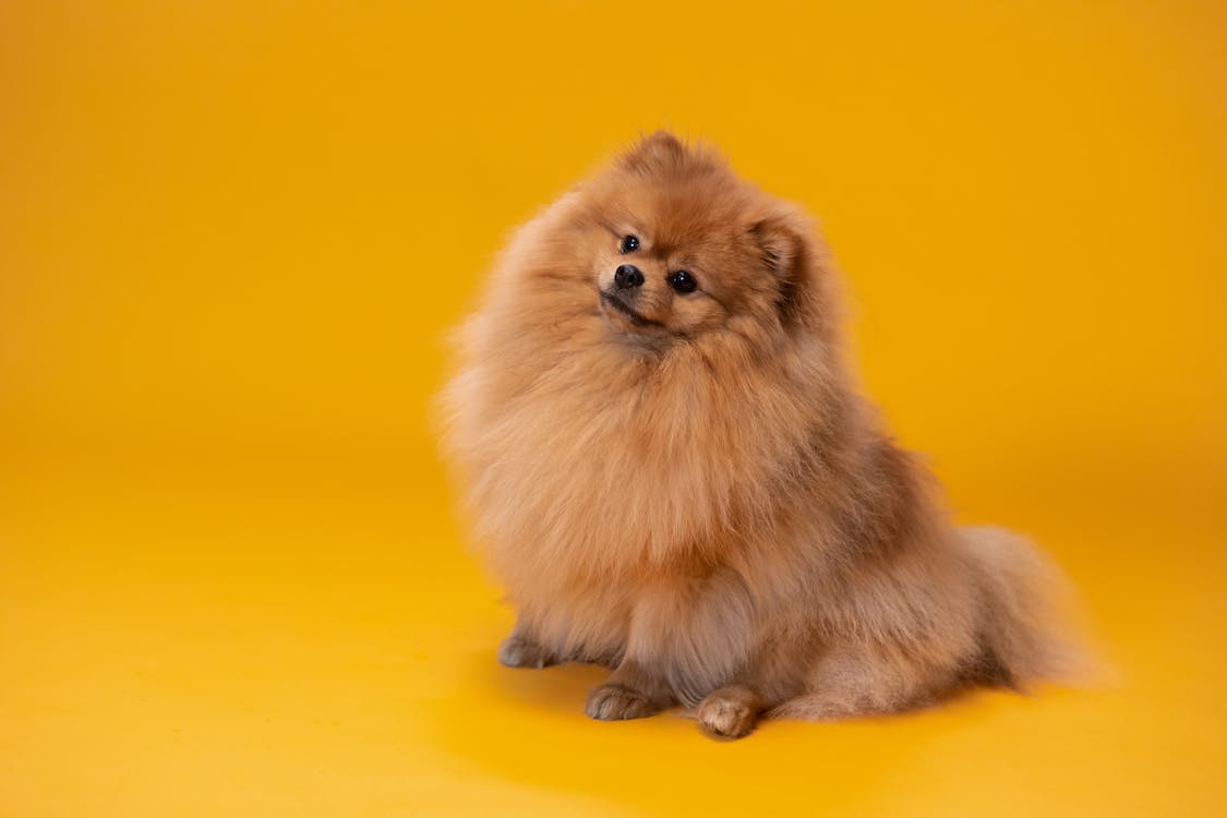 Teacup Pomeranian | thepetsrise.com