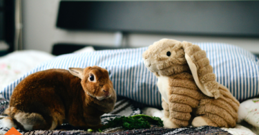 Understanding Rabbit Behavior and Body Language