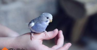 Why Birds Make Better Pets than Cats and Dogs