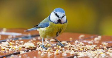 what to feed your birds