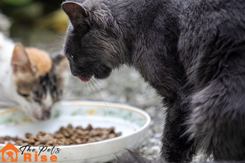 what to feed your cat