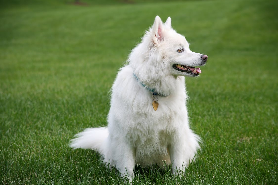 American Eskimo Dog | thepetsrise.com