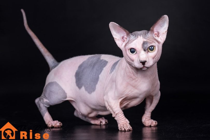Hairless cat breeds