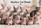 Hairless Cat Breeds