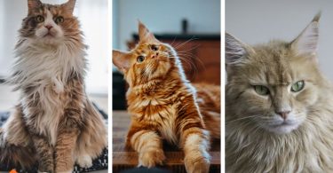 List of Long Haired Cats