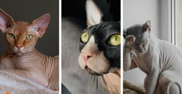 List of hairless Cats