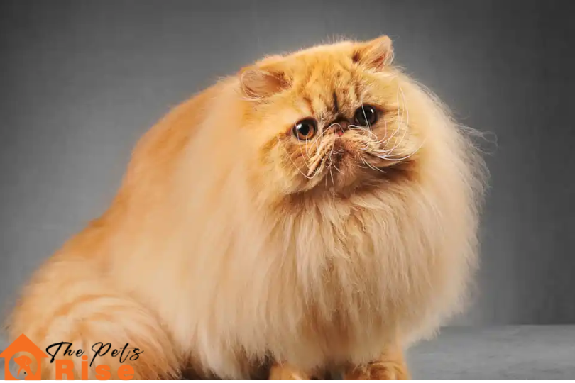 Persian | List of Long Hair Cats