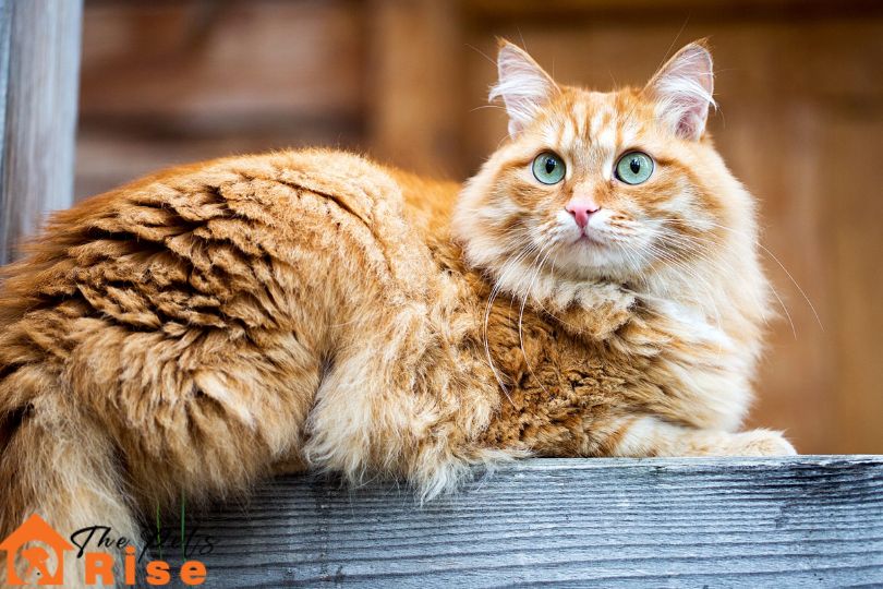 Siberian | List of Long Hair Cats