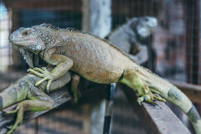 guide for iguana care