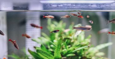 what to feed your pet fish