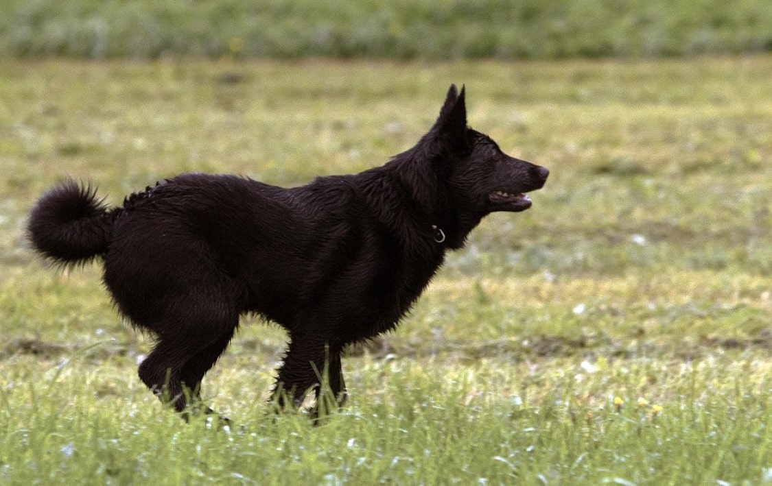 Black Norwegian Elkhound | thepetsrise.com