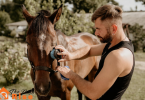 How to take care of a horse