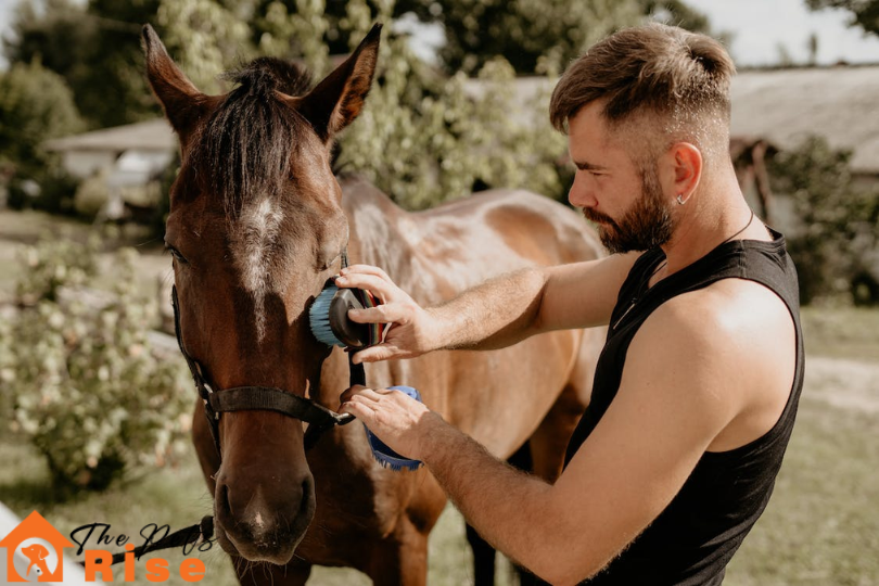 How to take care of a horse