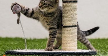 What are the best cat toys?