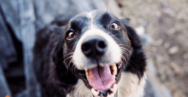 Behavioral issues in dogs