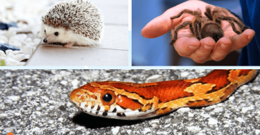 Best Exotic Pets for Small Spaces