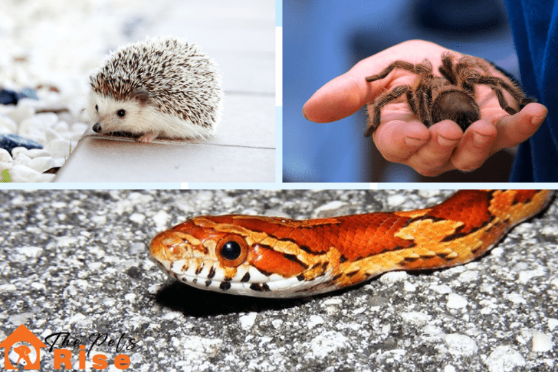 Best Exotic Pets for Small Spaces