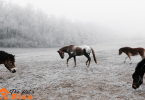 Tips For Winter Care For Horses