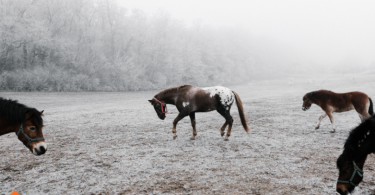 Tips For Winter Care For Horses
