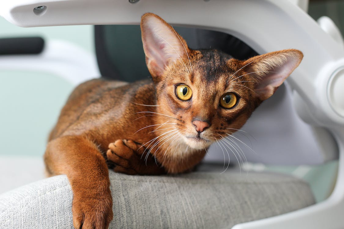 Abyssinian | best cat breeds for first time owners | thepetsrise.com