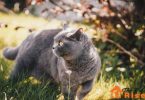 Best Cat Breeds For First Time Owners | thepetsrise.com