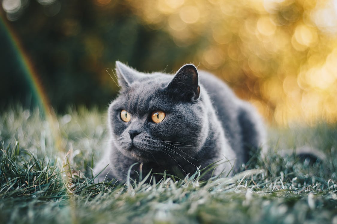 British Shorthair | best cat breeds for first time owners | thepetsrise.com