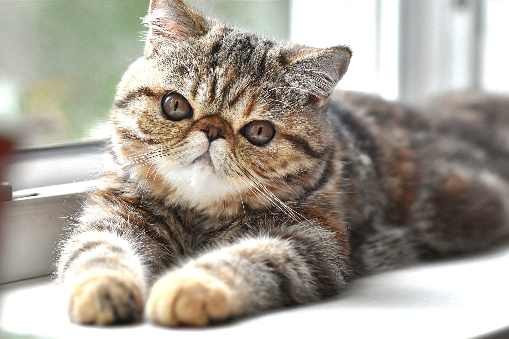 Exotic Shorthair | best cat breeds for first time owners | thepetsrise.com