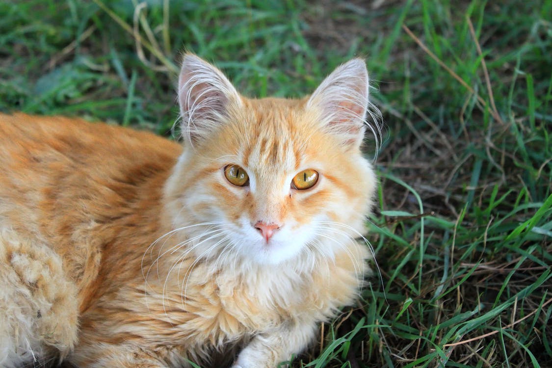 Maine Coon | best cat breeds for first time owners | thepetsrise.com