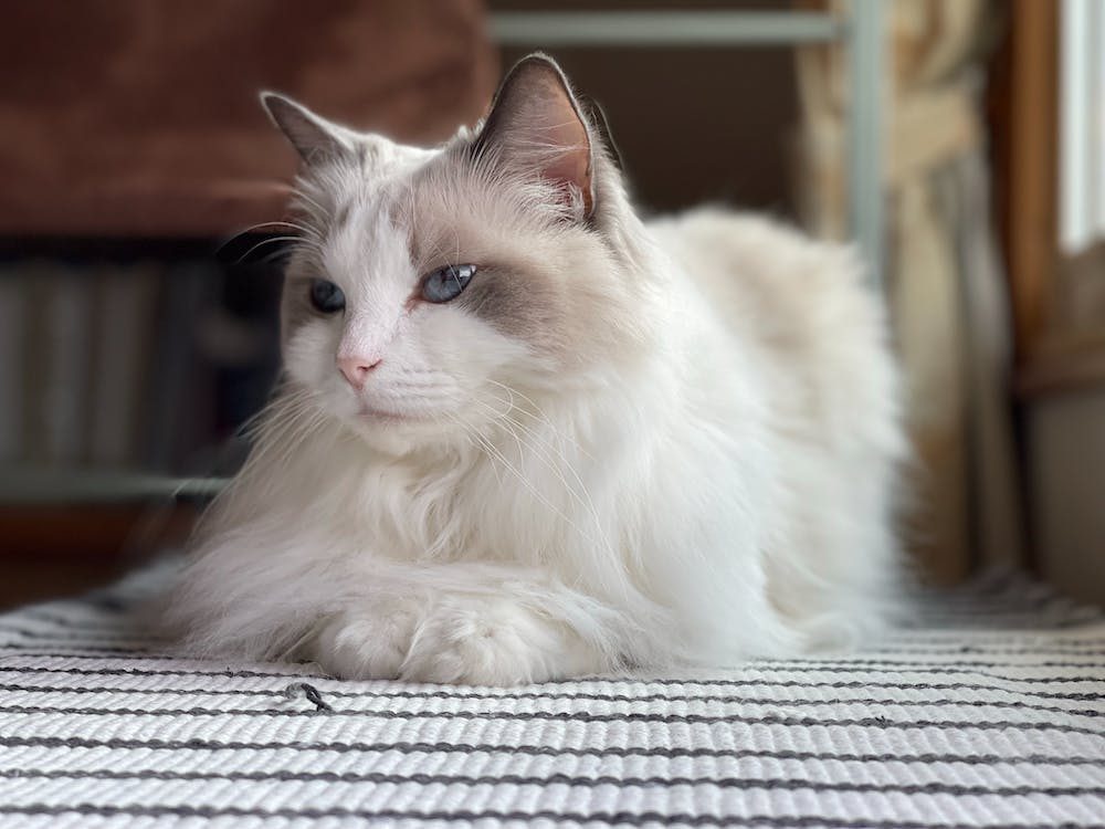Ragdoll | best cat breeds for first time owners | thepetsrise.com