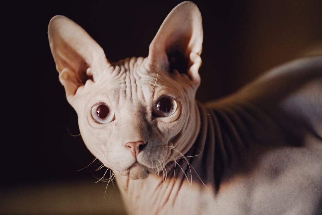 Sphynx | best cat breeds for first time owners | thepetsrise.com