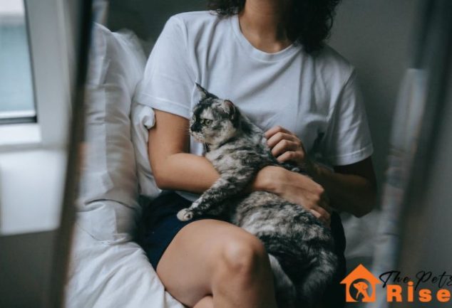 Things to know before getting a cat | thepetsrise.com