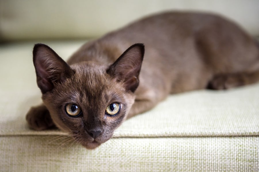Burmese | best cat breeds for first time owners | thepetsrise.com