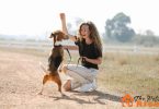 easy tricks to teach your dog | thepetsrise.com
