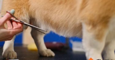how to groom a dog at Home | thepetsrise.com