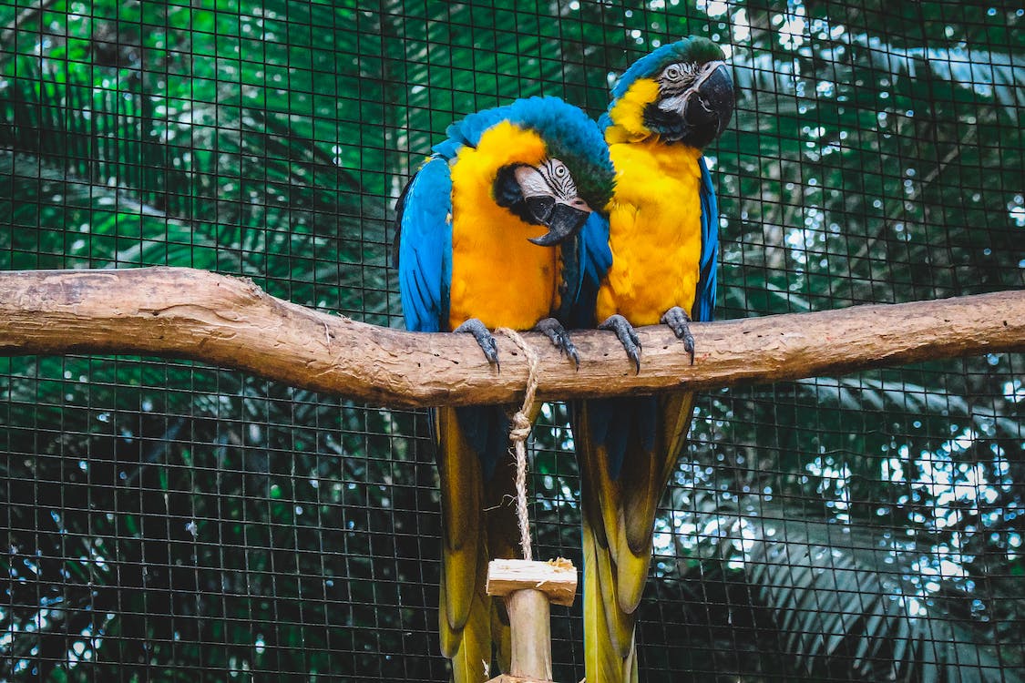 Macaws | thepetrise.com
