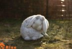 common diseases in rabbits