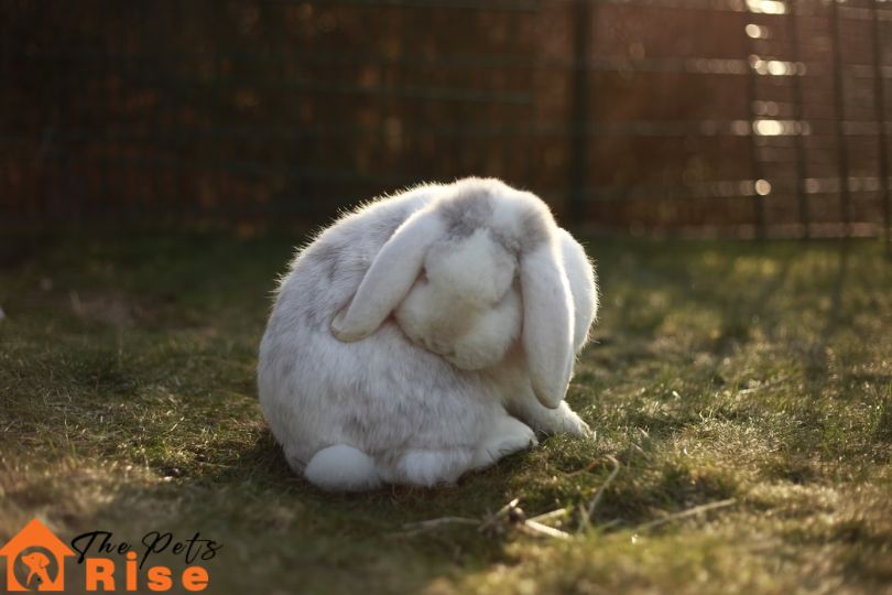 common diseases in rabbits