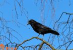 Should You Keep A Raven As Pet