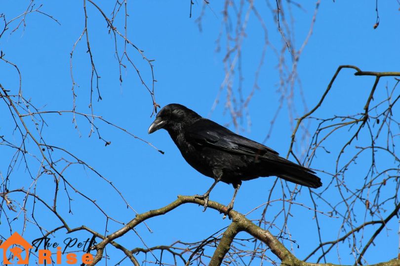 Should You Keep A Raven As Pet