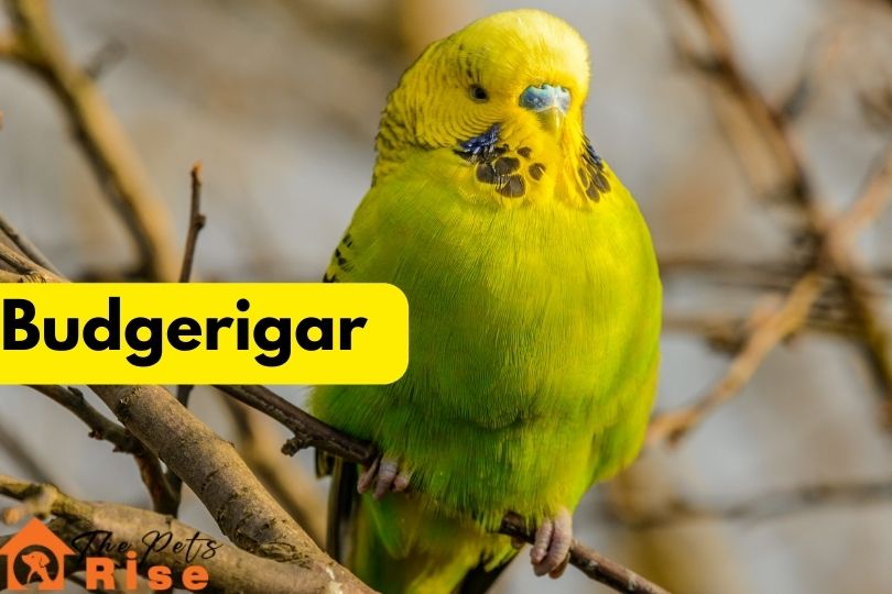 Budgerigar