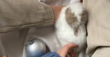 Common Rabbit Diseases A Simple Guide