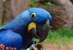 blue parrot breeds