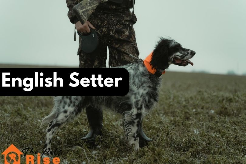 English Setter | bird hunting dog breeds